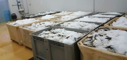seafood-use.jpg